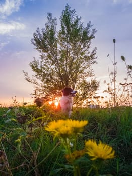 Portrait of a dog posing in the nature on a summer flowering meadow over a sunset sky background. Orange sun beams pierce the branches of a elm tree and a Border Collie puppy enjoying the dusk.