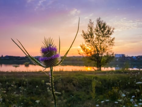 Wild teasel (Dipsacus fullonum) flowering on a summer meadow over sunset sky background. Purple seeds bloom on thorn flowerhead. Steppe thistle, Fuller's Teasel was widely used in textile processing.