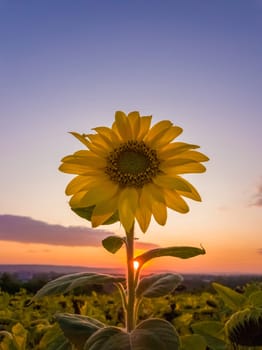 Close up of lone yellow blooming sunflower among the crop field of dry flowers over a sunset sky background. Autumn scene, harvest and farming concept.