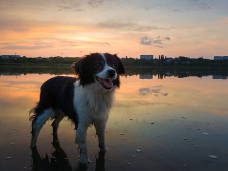 Cute dog looking aside attentive, happy emotion open mouth, standing in the lake water over the sunset clouds reflection. Idyllic countryside background, adorable pet and magic evening silence.