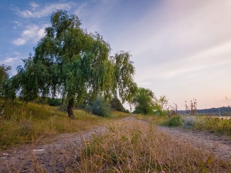 Rural landscape with a willow tree near the country road in a calm summer evening.