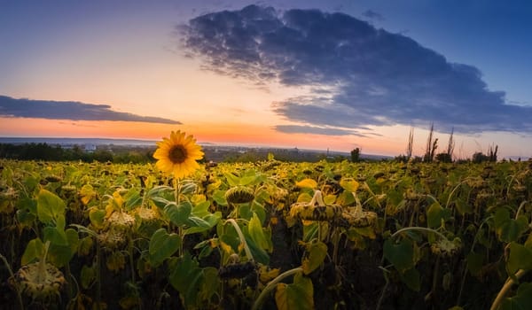 Panoramic scene of sunflower harvest field over sunset sky background. Single late, yellow flowering plant among the crop of sunflower.