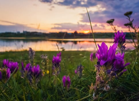 Close up of wild, purple flowers blooming in the meadow near lake over sunset background in a calm summer evening.