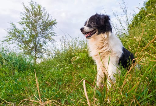 Happy border collie dog seated on the grass in the middle of the nature looking around enjoying the silence of a sunny day..