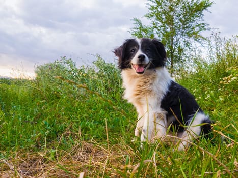 Happy dog portrait seated on the green grass in the middle of the nature looking to camera with mouth open enjoying the silence of a sunny day.