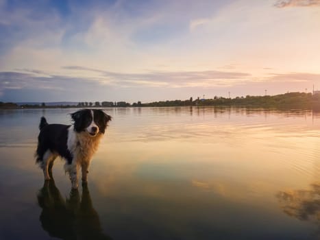 Portrait of border collie dog standing in a pond water over sunset background with reflection on the lake surface. Beautiful pet looking around attentive enjoying the silence of the summer evening..