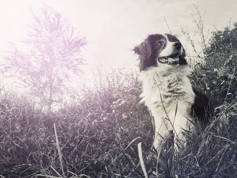 Black and white portrait of a happy border collie dog seated on the field in the middle of the nature looking around enjoying the silence of a sunny day.