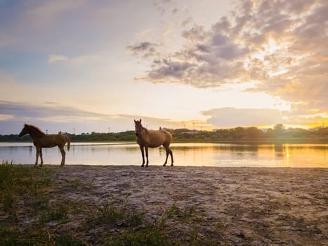 Two brown horses, young foal and his mother mare, standing near pond, watering over sunset background with reflection on the lake surface..