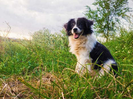 Happy border collie dog seated on the countryside green grass field in the middle of the nature looking around enjoying the silence of a sunny day.