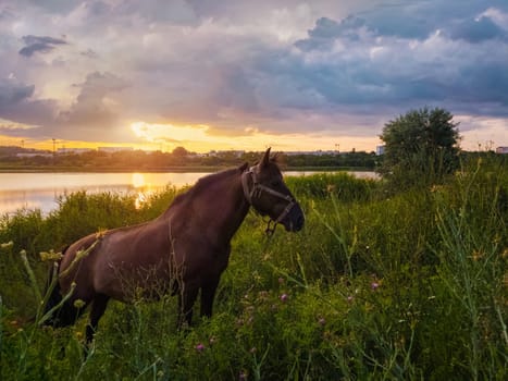 Brown horse grazing on a green grass field over sunset sky background. Rural scene with a stallion on pasture near lake at sundown.