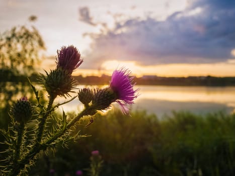 Closeup spear thistle purple flower over sunset sky and lake background. Cirsium vulgare, plant with spine and needles tipped winged stems and leaves, blooming in a summer day.