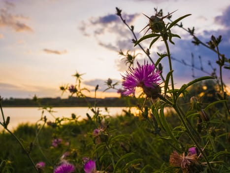 Bushes of spiny purple plants with thistle flowers blooming over sunset sky background.