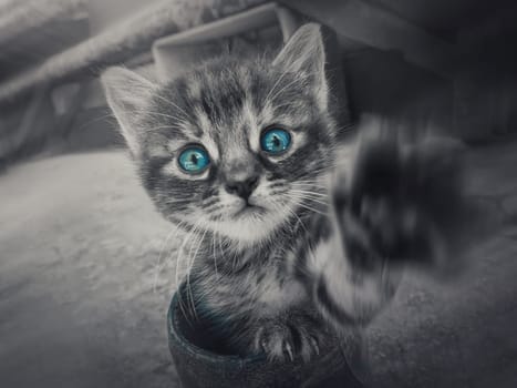 Close up black and white portrait of a cute little striped kitten with the pow outstretched to camera looking curious with the blue eyes selective color effect.