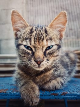 Beautiful grey three months kitten posing outdoors seated like a sphinx. Adorable young cat portrait looking sneaky to camera, beautiful blue eyes.