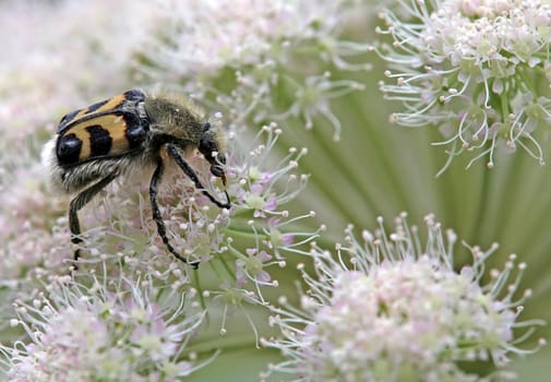 Macro Banded brush beetle Trichius fasciatus