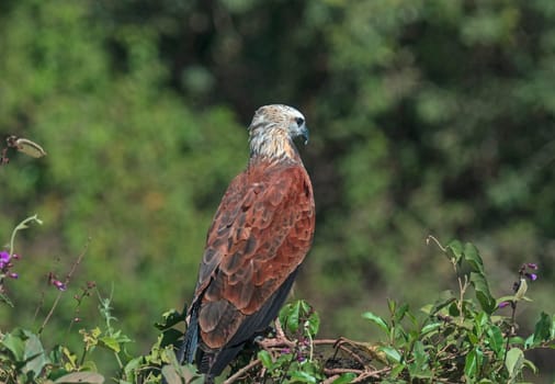 A Black Collared Hawk in the Wetlands on the Pantanal in Brazil