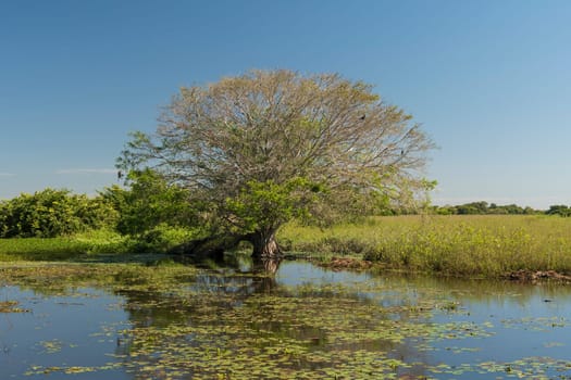 Wetland Tree and Water Vegetation in a Pond in the Pantanal in Brazil