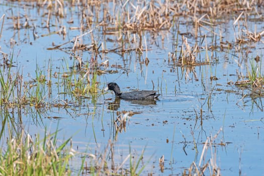 American Coot in a Wetland Pond in Horicon Marsh in Wisconsin