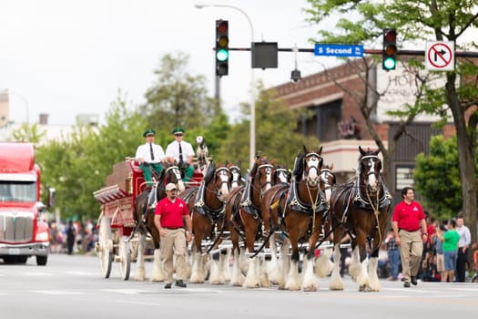 Louisville, Kentucky, USA - May 2, 2019: The Pegasus Parade, The Budweiser Clydesdales going down the street during the parade