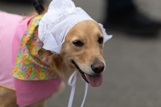 Holland, Michigan, USA - May 11, 2019: Tulip Time Parade, Dog wearing traditional dutch clothing during the parade