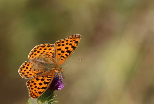 Macro Lesser mother-of-pearl butterfly Issoria lathonia