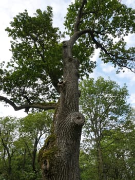 Giant old oak centenarian tree low angle of view