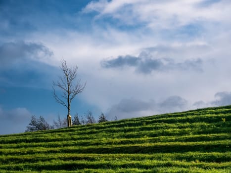 Field,  Lonley tree and blue sky in autumn