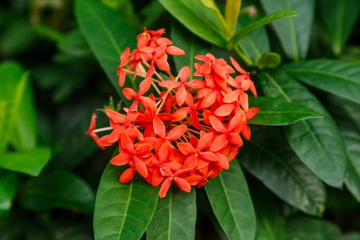 Red flowers of an exotic tropical plant on a background of green foliage