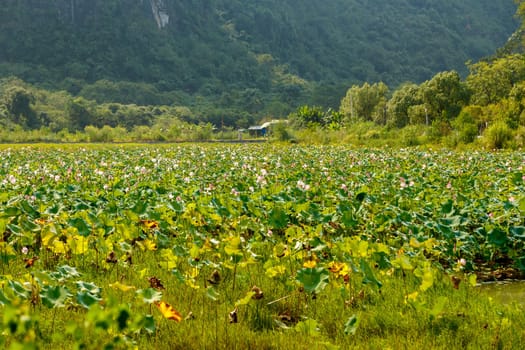 Lotus plantation in chinaLotus plantation in China, lotus as an agricultural crop for root use