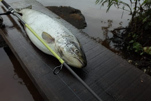 trophy catch big salmon fish with fishing rod close to on the shore