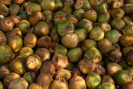 Many unrefined coconuts with plastic tubes used to consume coconut milk