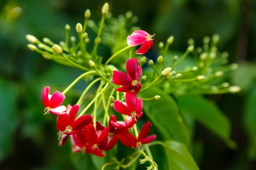 Brush of red flowers of an exotic plant on the background in defocus