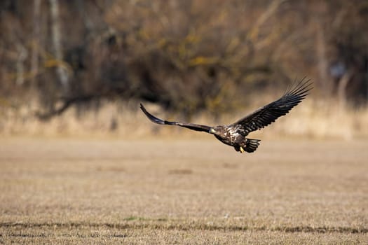 Juvenile white-tailed eagle, haliaeetus albicilla, flying low above ground. Animal on a meadow with dry grass in winter. Wild bird of prey with wings spread wide midair.