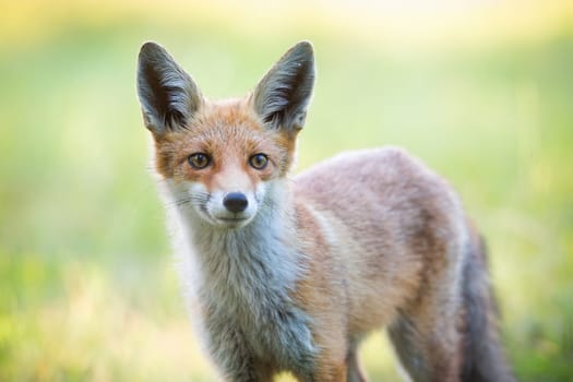 Close-up of red fox head standing on hay field in wilderness in spring time looking forward with selective focus. Predator carnivore animal on a hunt in natural environment.