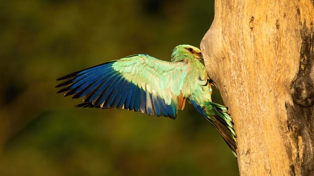 European roller, Coracias garrulus, feeding chicks in nest hidden in cavity of hollow tree in summer. Wild blue bird landing with wings spread wide.