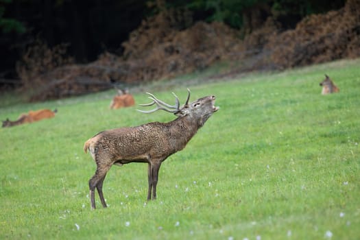 Red deer, cervus elaphus, stag roaring on a meadow to mark territory in rutting season with herd of hinds in background. Side view of wild male mammal with antlers bellowing in autumn.