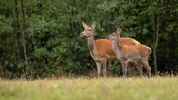 Cute red deer, Cervus elaphus, hind and fawn in nature looking aside with copy space. Two wild animals in wilderness standing and watching.