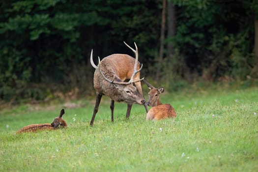 Red deer, Cervus elaphus, stag and doe kissing in wilderness with copy space. Parent mammals with young nearby. Concept of proximity and togetherness of animals.
