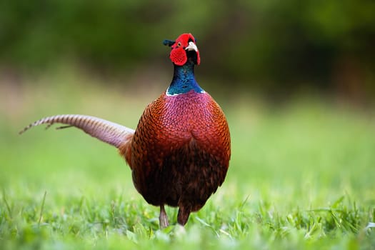 Common pheasant, phasianus colchicus, cock displaying colorful feathers in spring on a meadow with green grass with blurred background. Adult wild male bird in nature.
