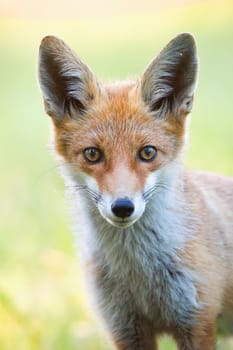 Vertical close-up portrait of red fox, vulpes vulpes, with blurred green background in summer. Detail of wild animal staring to camera.