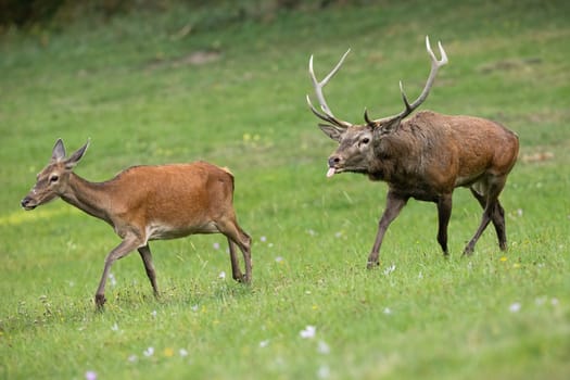 Red deer, cervus elaphus, couple running on a meadow with green grass and wildflowers close together in mating season. Concept of animal love and passion during rut.