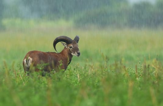 Young male Mouflon, Ovis musimon, with horns on a green agricultural field in rain with blurred water drops. Wild animal in nature in storm.