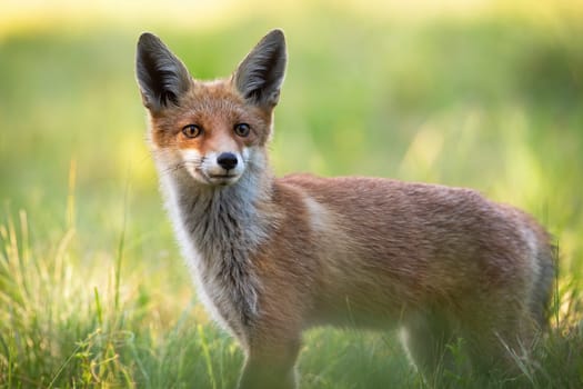 Wild alerted red fox, vulpes vulpes, facing camera with ears oriented forward listening intensely. Animal in nature in summer standing on a green meadow.