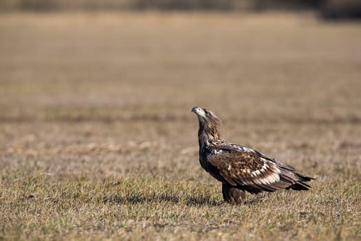 Young white-tailed eagle, haliaeetus albicilla, sitting on a meadow with dry grass in winter with copy space. Minimalist horizontal composition of wild bird of prey at sunrise in nature.