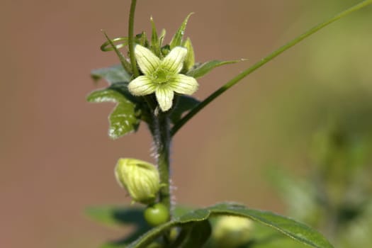 Flowering turnip Bryonia dioica