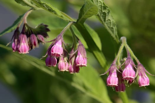 Flowers Comfrey Symphytum officinale