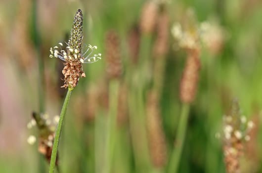 Ribwort plantain Plantago lanceolata