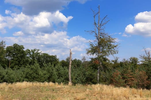 Deadwood on the inland dune Saupfergbuckel near Walldorf