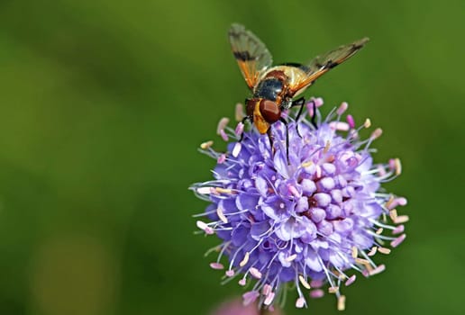 Hoverfly Volucella pellucens on devil's bite Succisa pratensis