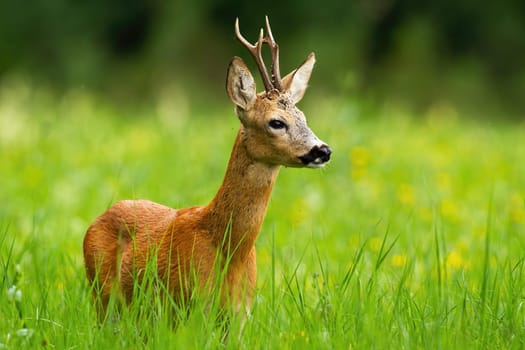 Roe deer, capreolus capreolus, buck looking away standing in tall green grass with blooming yellow wildflowers in background. Wild deer animal with antlers in fresh summer nature.